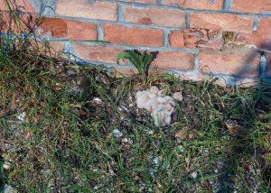 ČIŠČENJE VEGETACIJE S STEBRA BOROVNIŠKEGA VIADUKTA 1